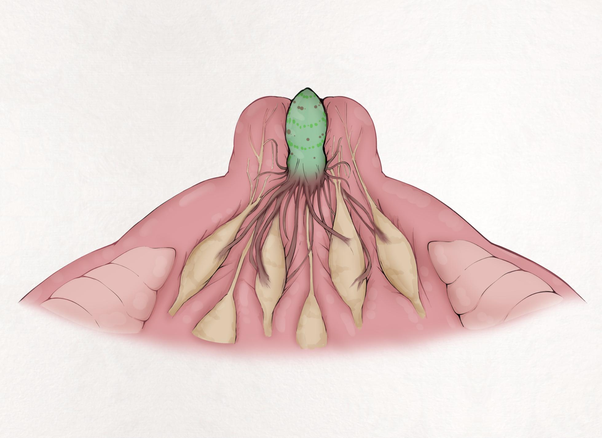 [Gura] Insect Research Report No.28 - Page 7